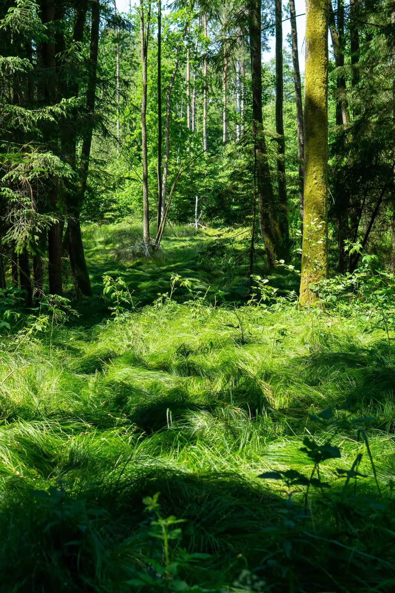 Wald