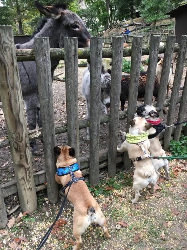 Ausflug mit Hund zu den Wölfen im Wildpark Ernstbrunn, NÖ