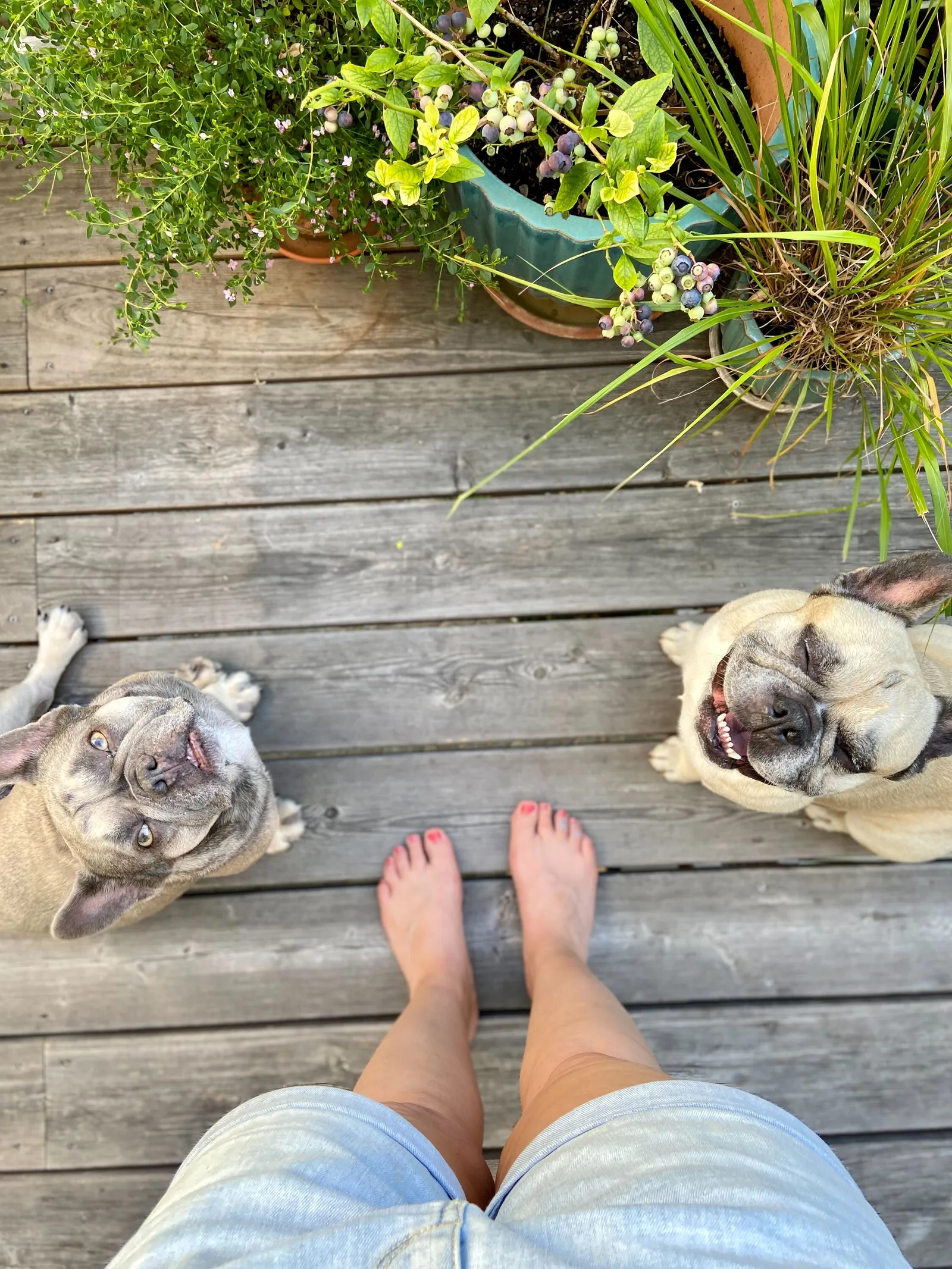 Archie und Murphy sehen zu mir nach oben, Murphy grinst