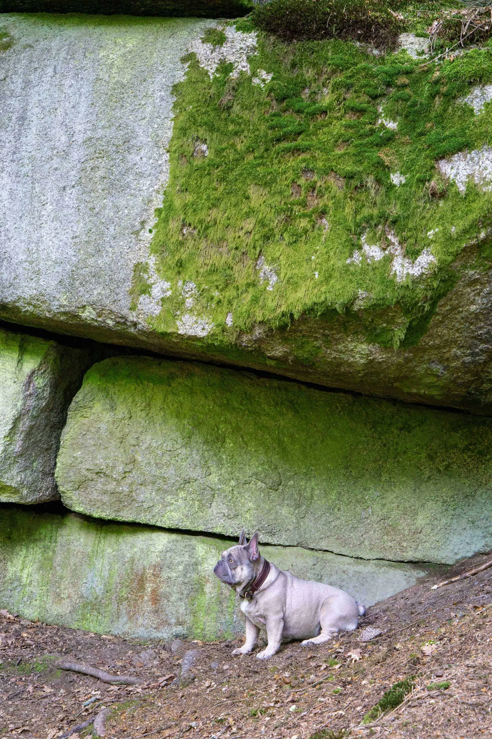 Archie vor einem großen Granitstein