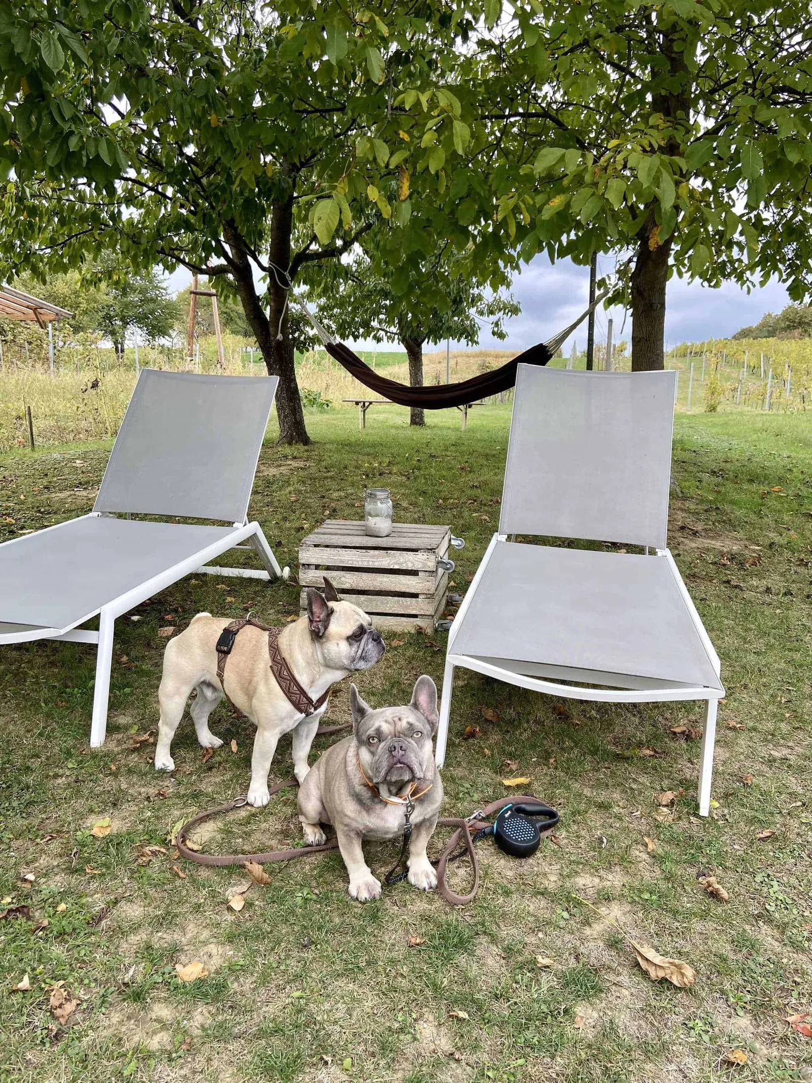 Murphy und Archie bei den Sonnenliegen vom Weinloft