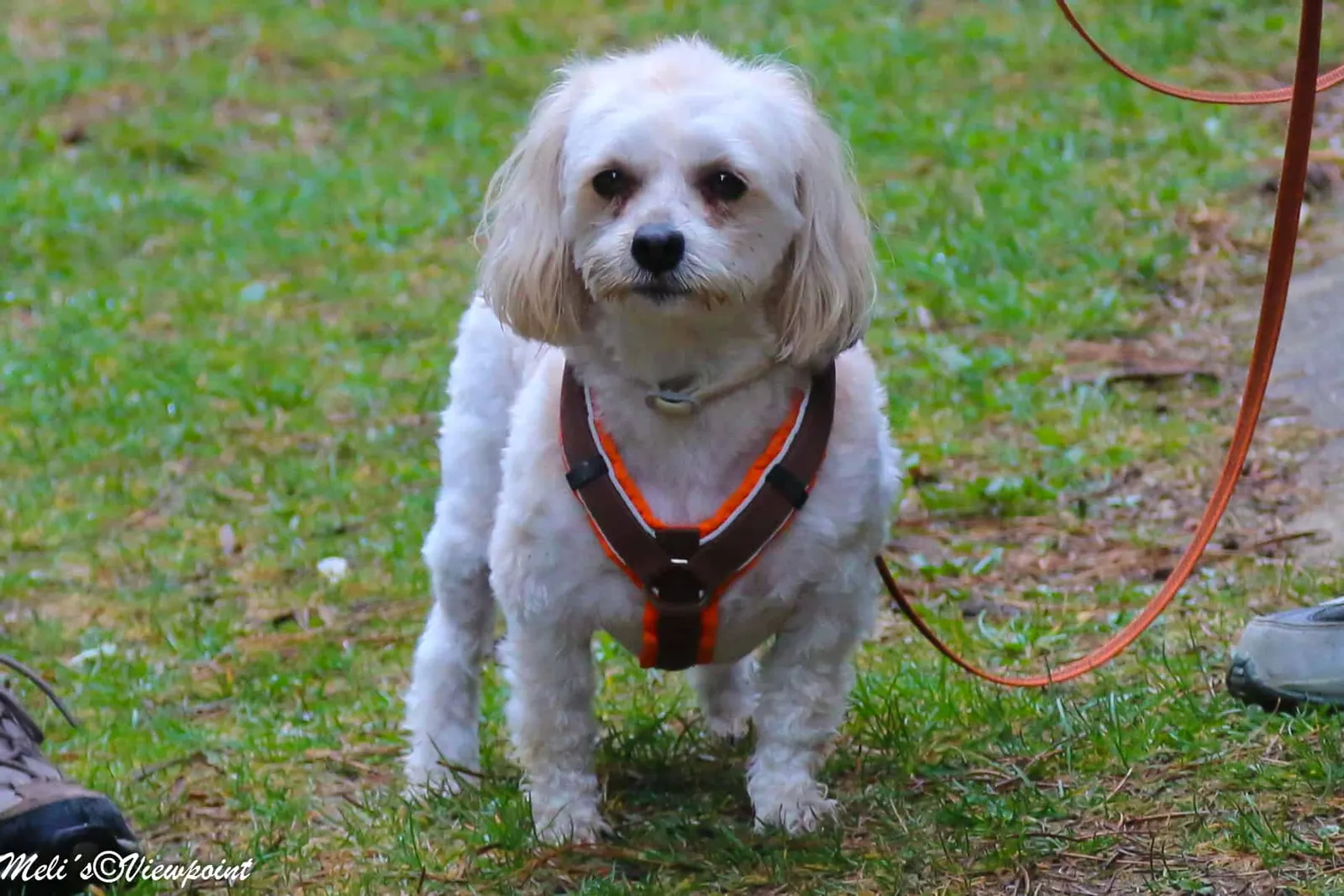 Kräuterwanderung mit Hund in Wöllersdorf-Steinabrückl