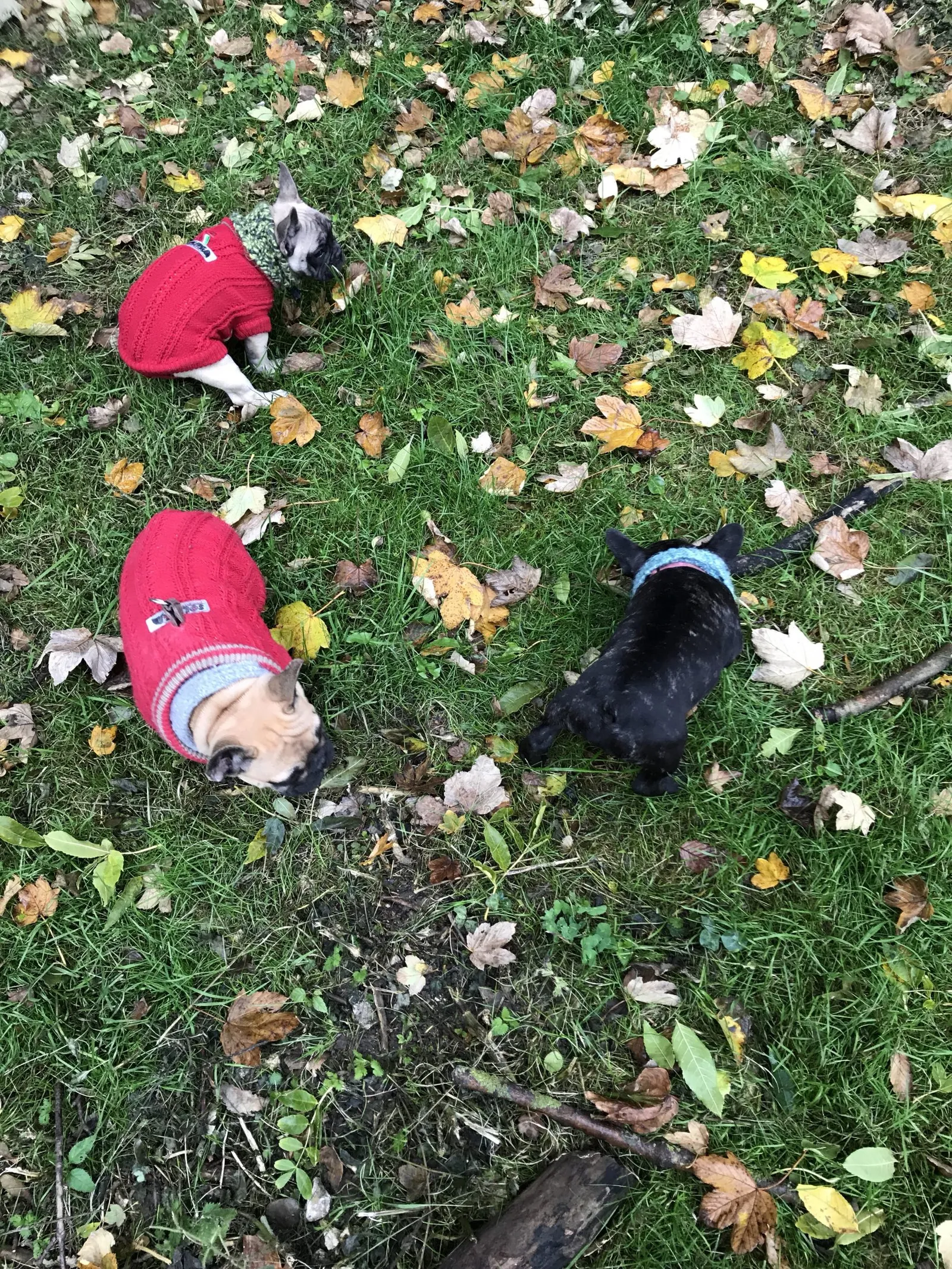 Ausflug mit Hund zu den Wölfen im Wildpark Ernstbrunn, NÖ