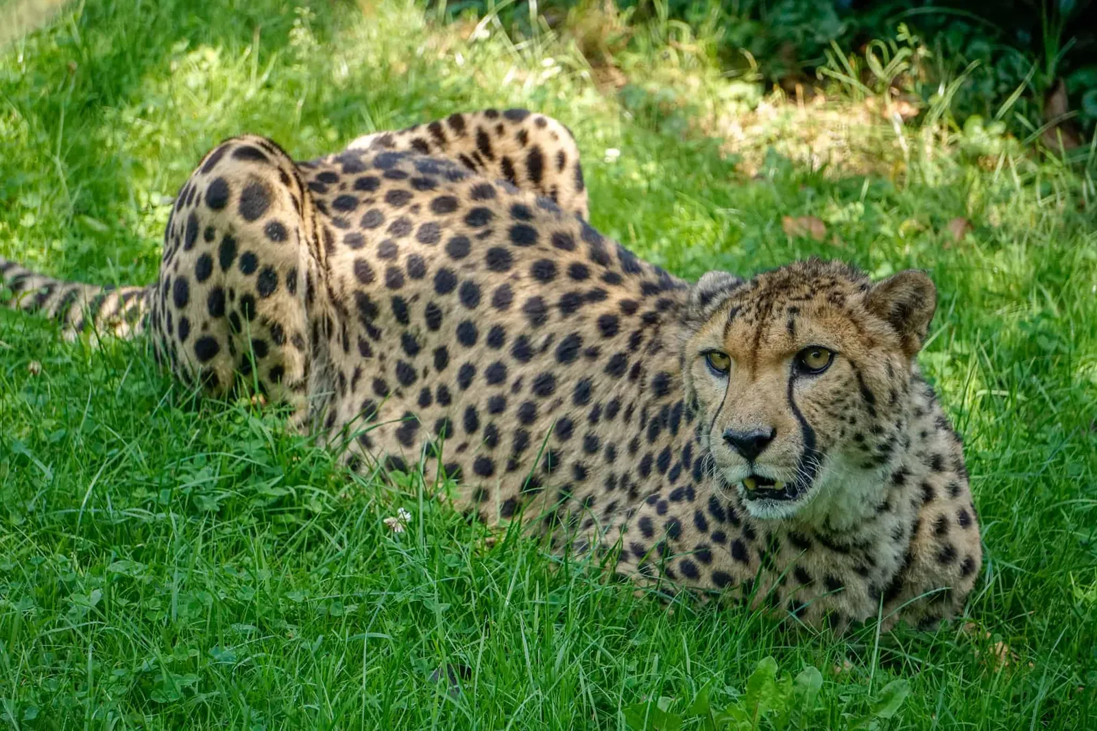 Ausflug Hund Tierpark Herberstein