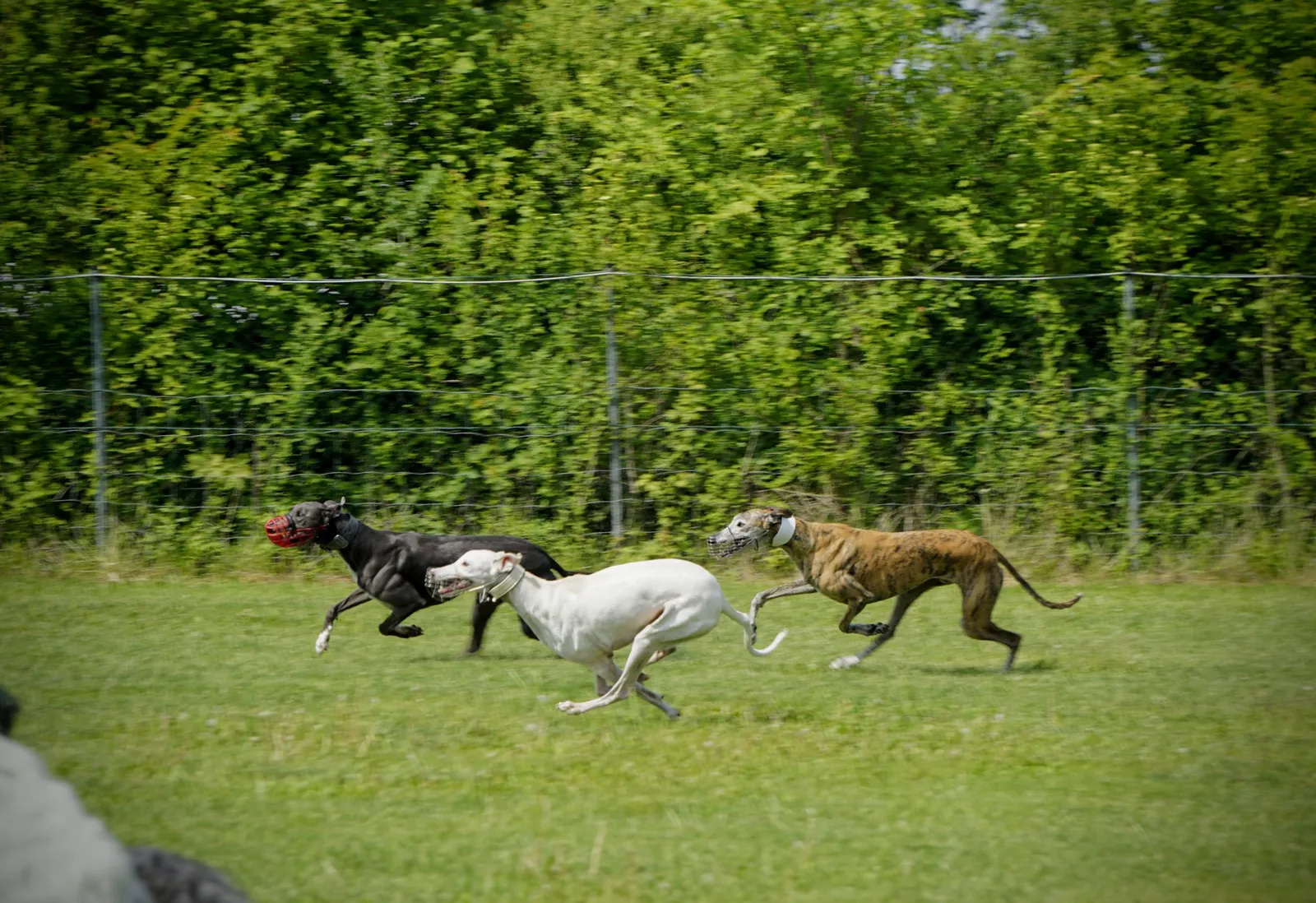 Galgos