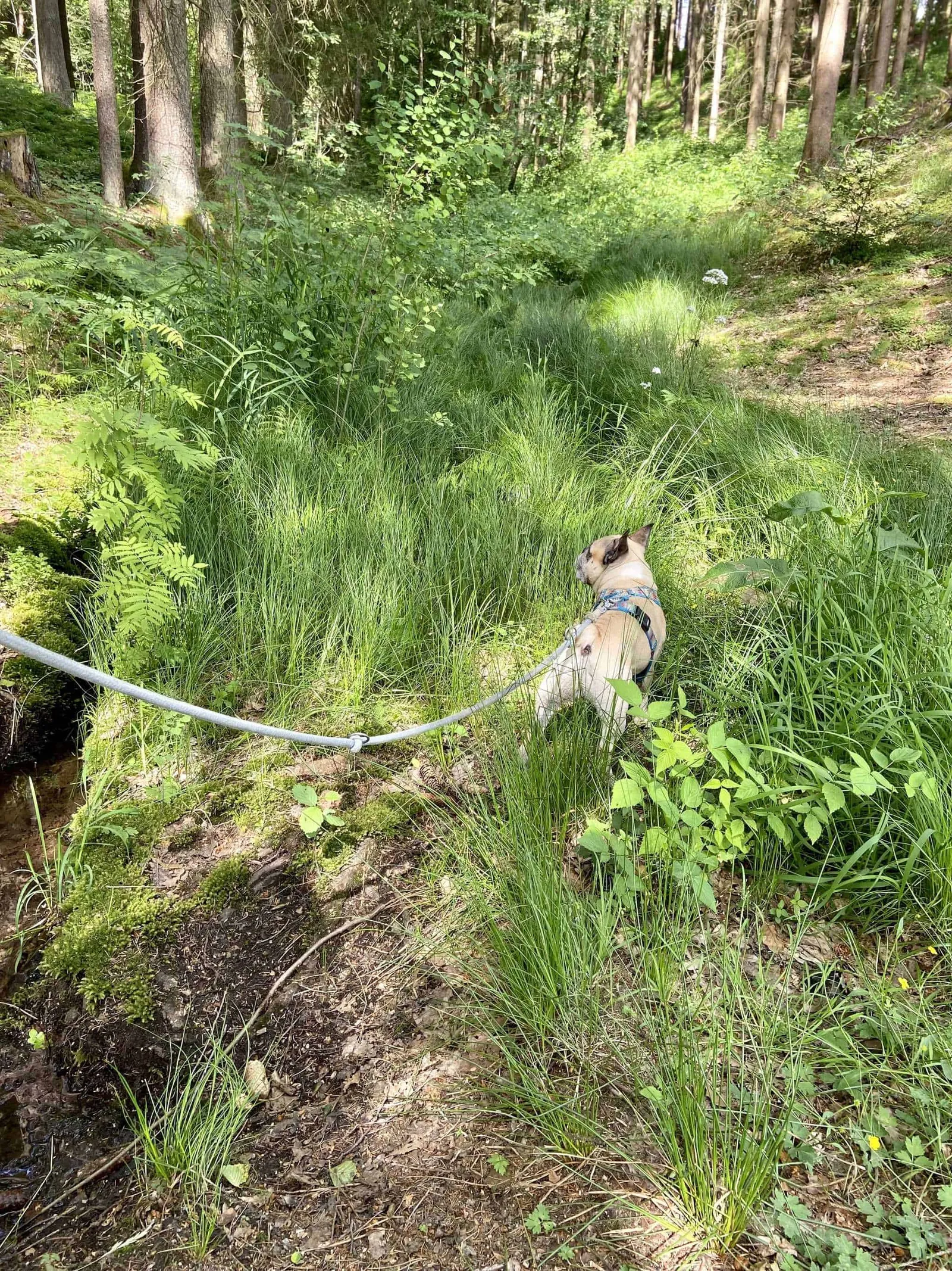 Murphy im Dschungel des Herrensees