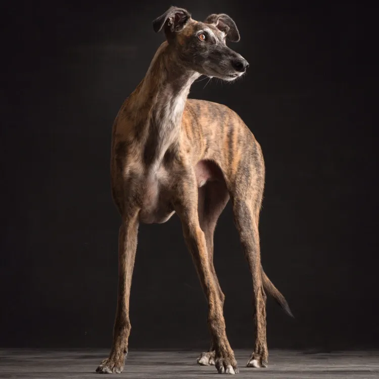 Galgos