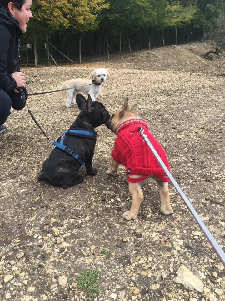 Ausflug mit Hund zu den Wölfen im Wildpark Ernstbrunn, NÖ