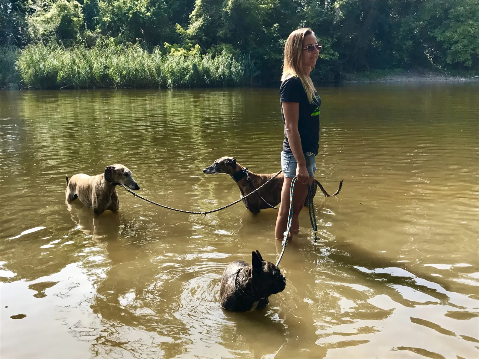 Spaziergang mit Hund in der Prater Hauptallee