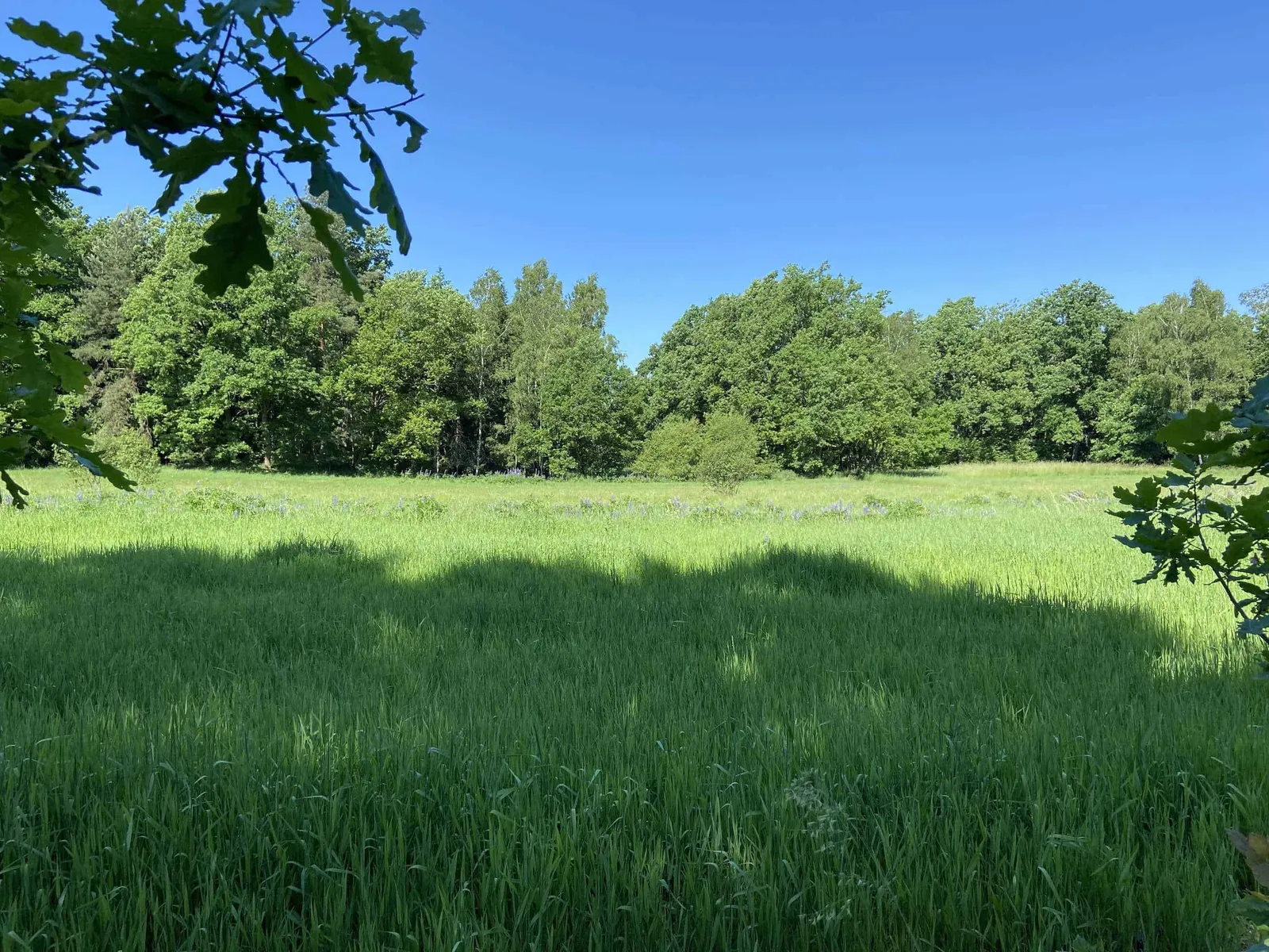 grüne Wiese blauer Himmel