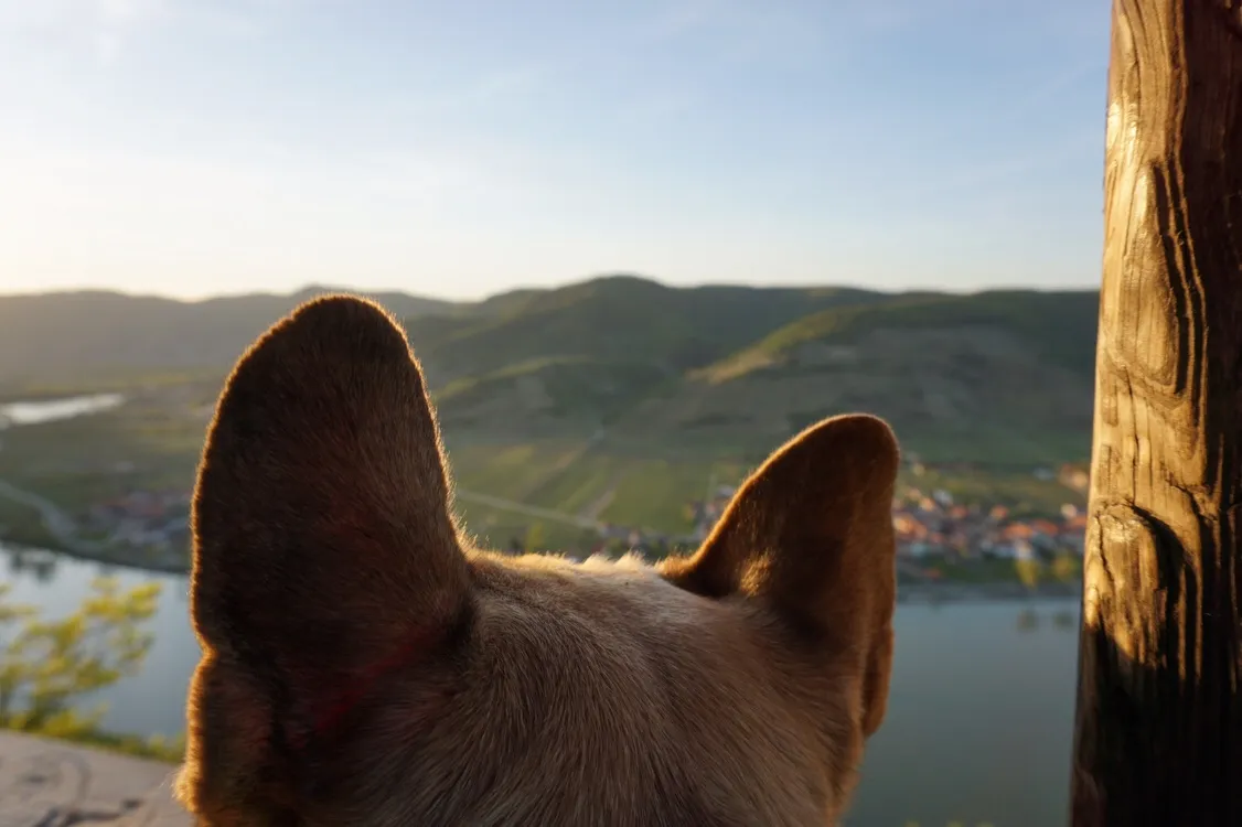 Hundeurlaub