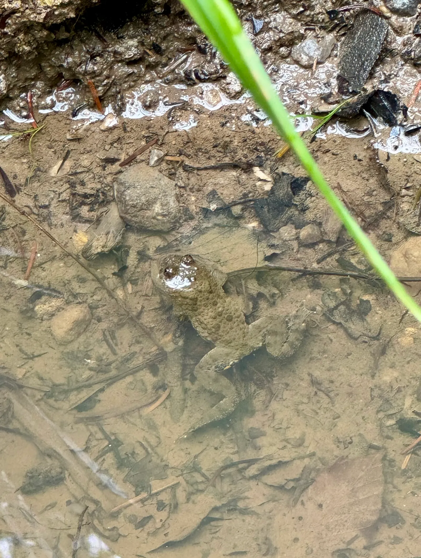Eine Kröte sitzt im seichten, schlammigen Wasser am Uferrand.