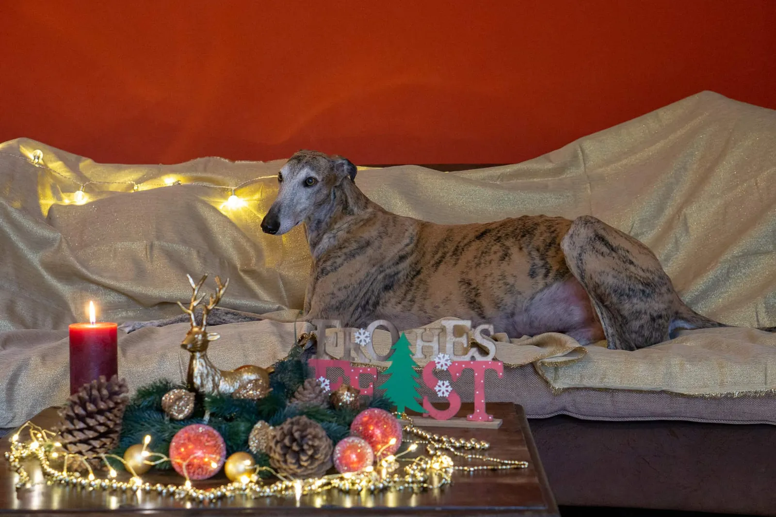 Murphy und die heiligen 3 Galgos - Tiago
