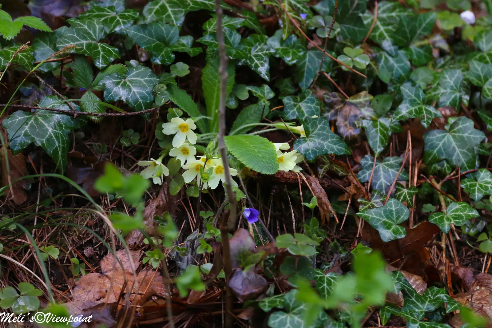 Kräuterwanderung mit Hund in Wöllersdorf-Steinabrückl