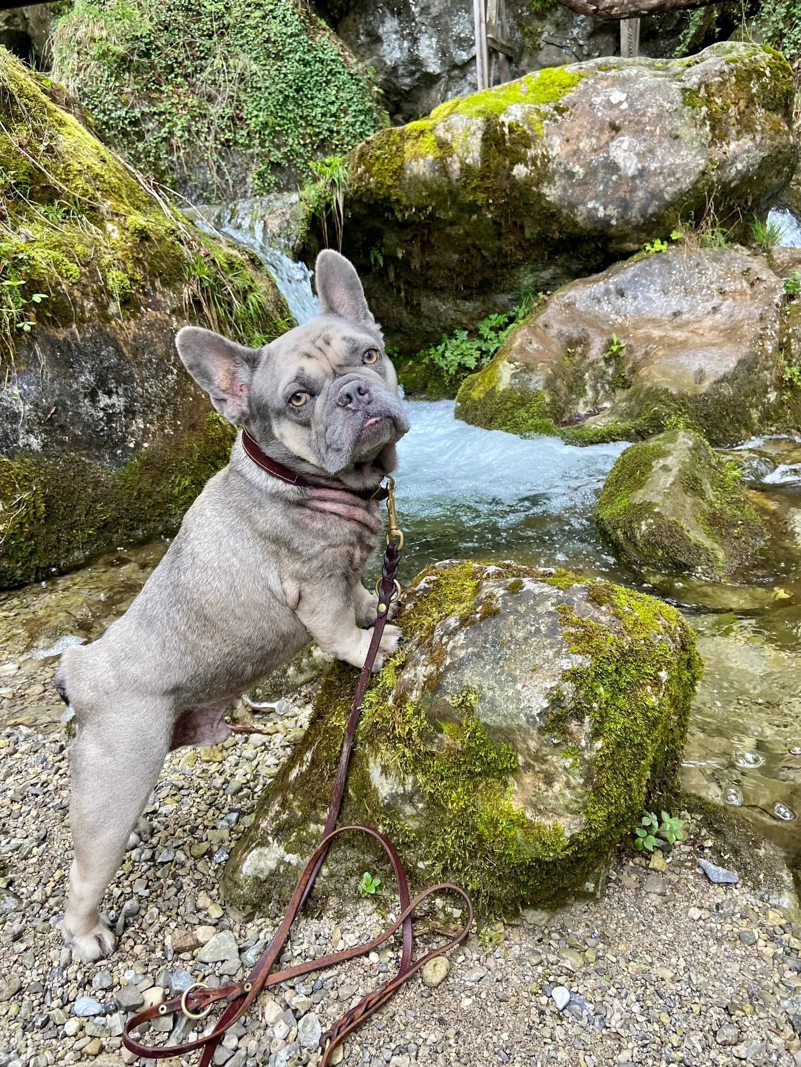 Myrafälle mit Hund, Ausflug in NÖ