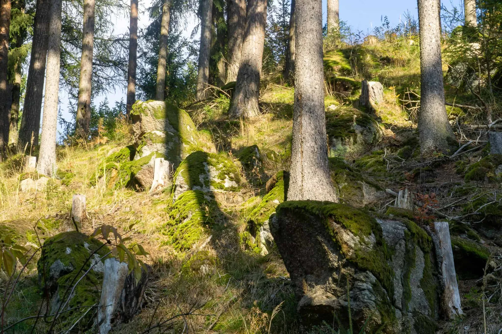 Waldviertel Zwettl Hundereise Riegersbach