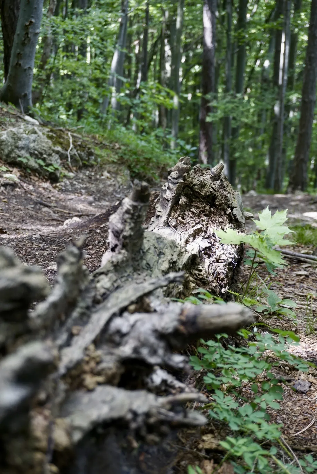 Peilstein Rundweg