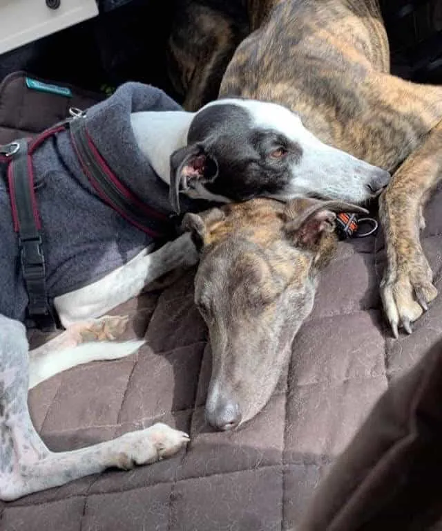 Chloe & Fionn Greyhound