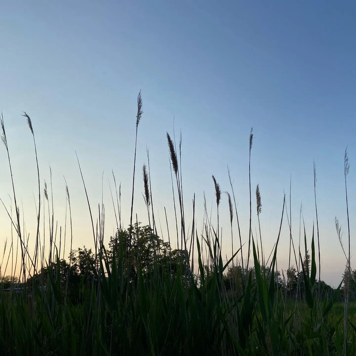Gräser_Abenddämmerung_Mörbisch