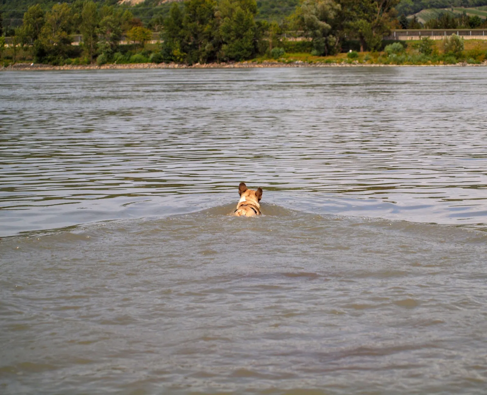 7 Cool Tipps for "hot dogs"