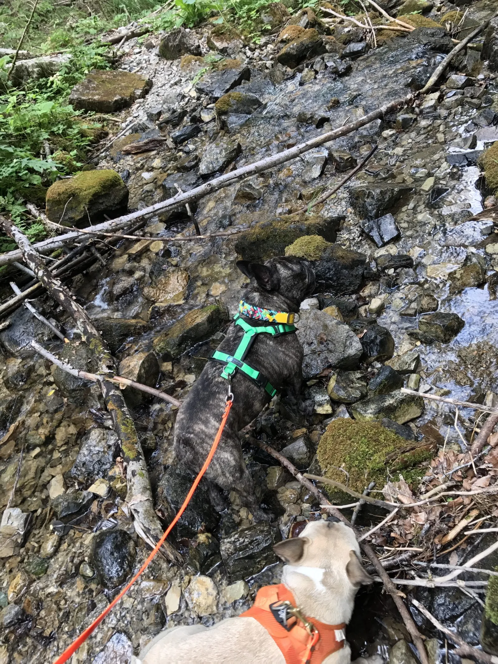 Urlaub mit Hund am Weissensee, Kärnten