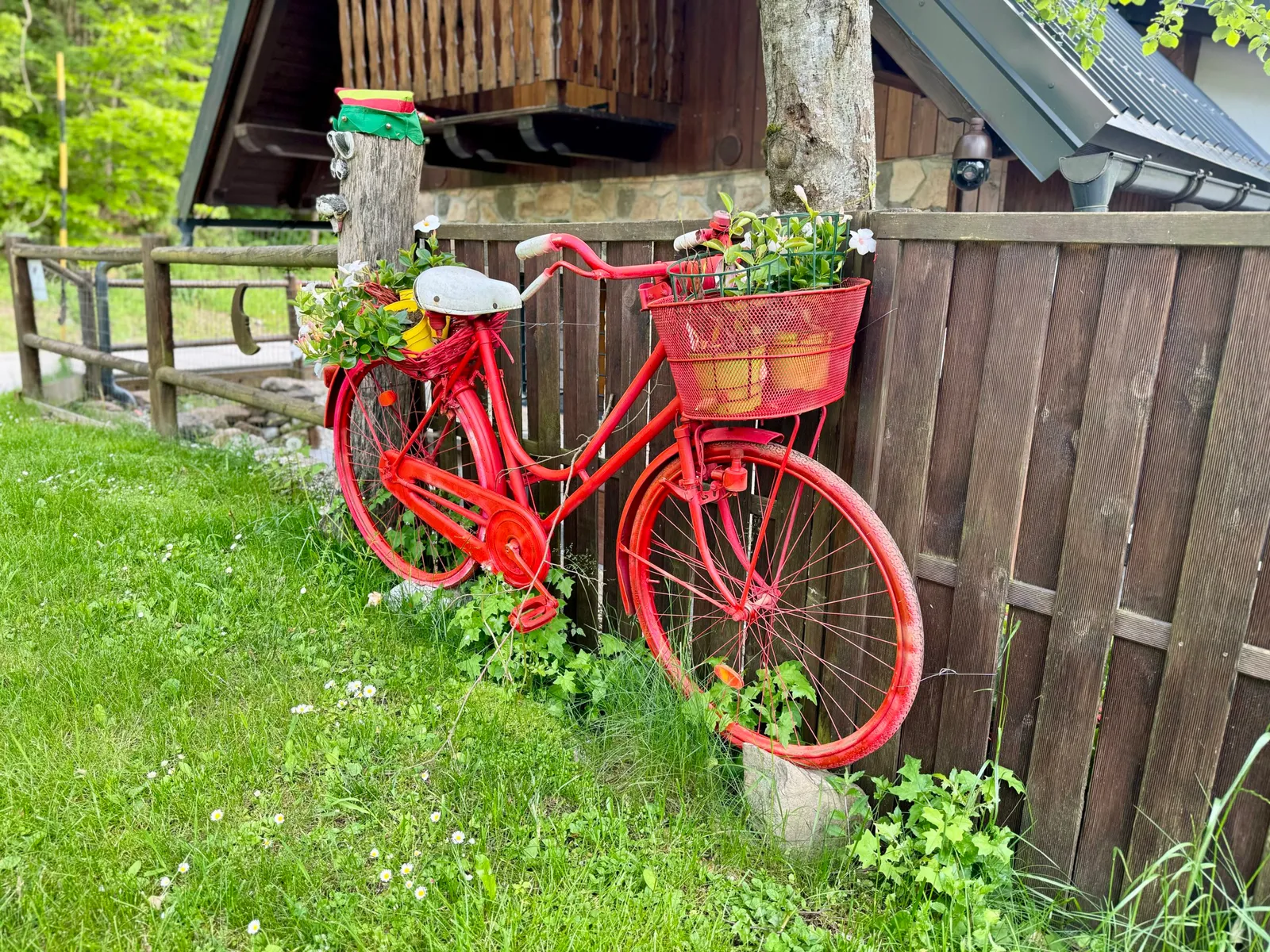 Rotes Fahrrad mit Blumenkorb lehnt als Gartendekoration an einem Holzzaun.