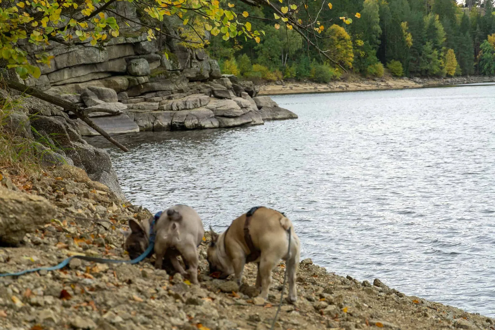 Ottensteiner Stausee Hundereise