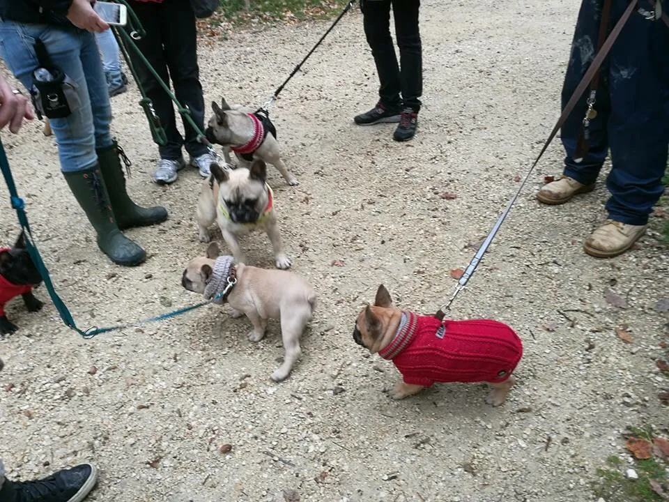 Ausflug mit Hund zu den Wölfen im Wildpark Ernstbrunn, NÖ