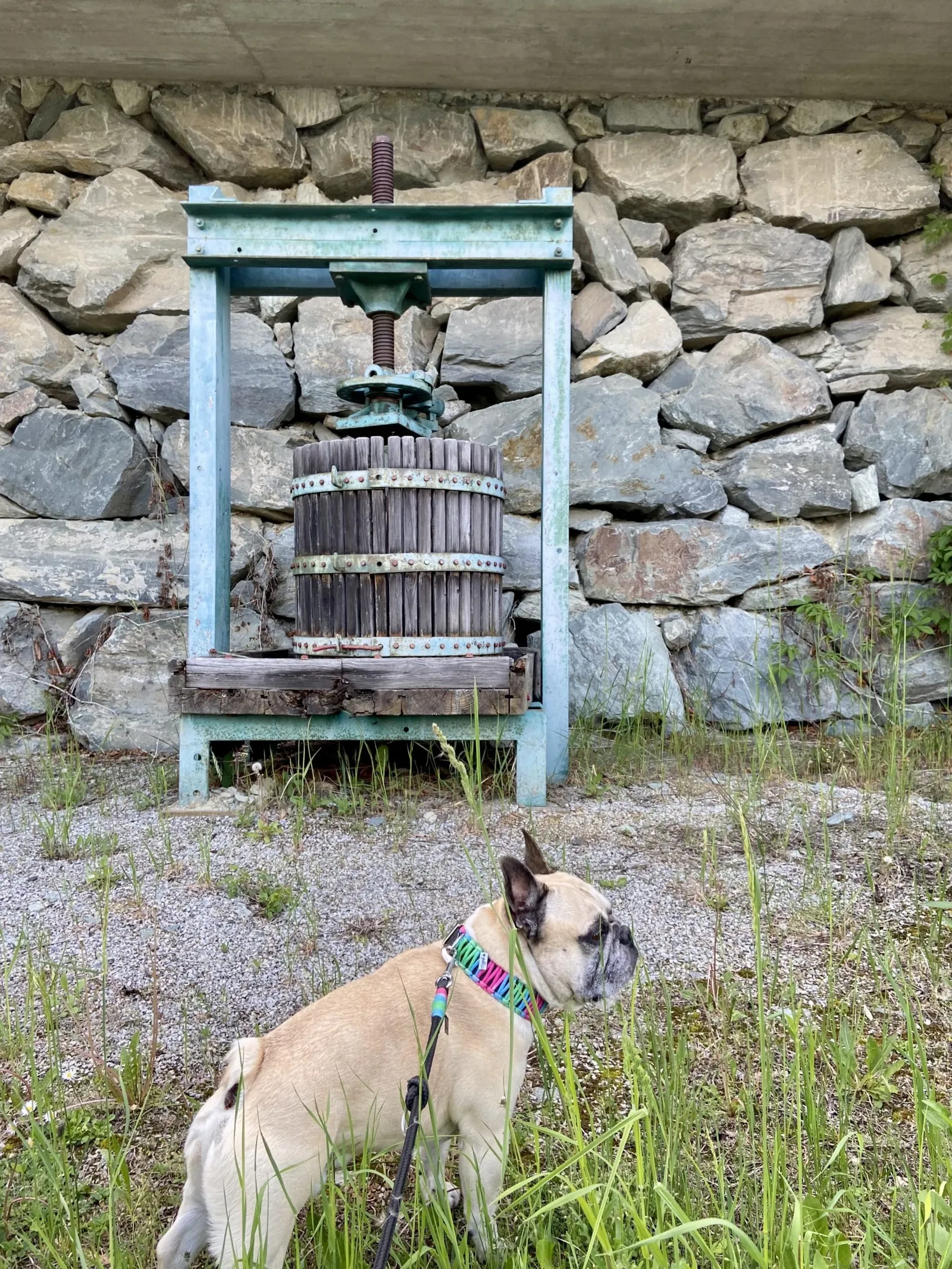 Murphy for einer alten Weinpresse am Eisenberg