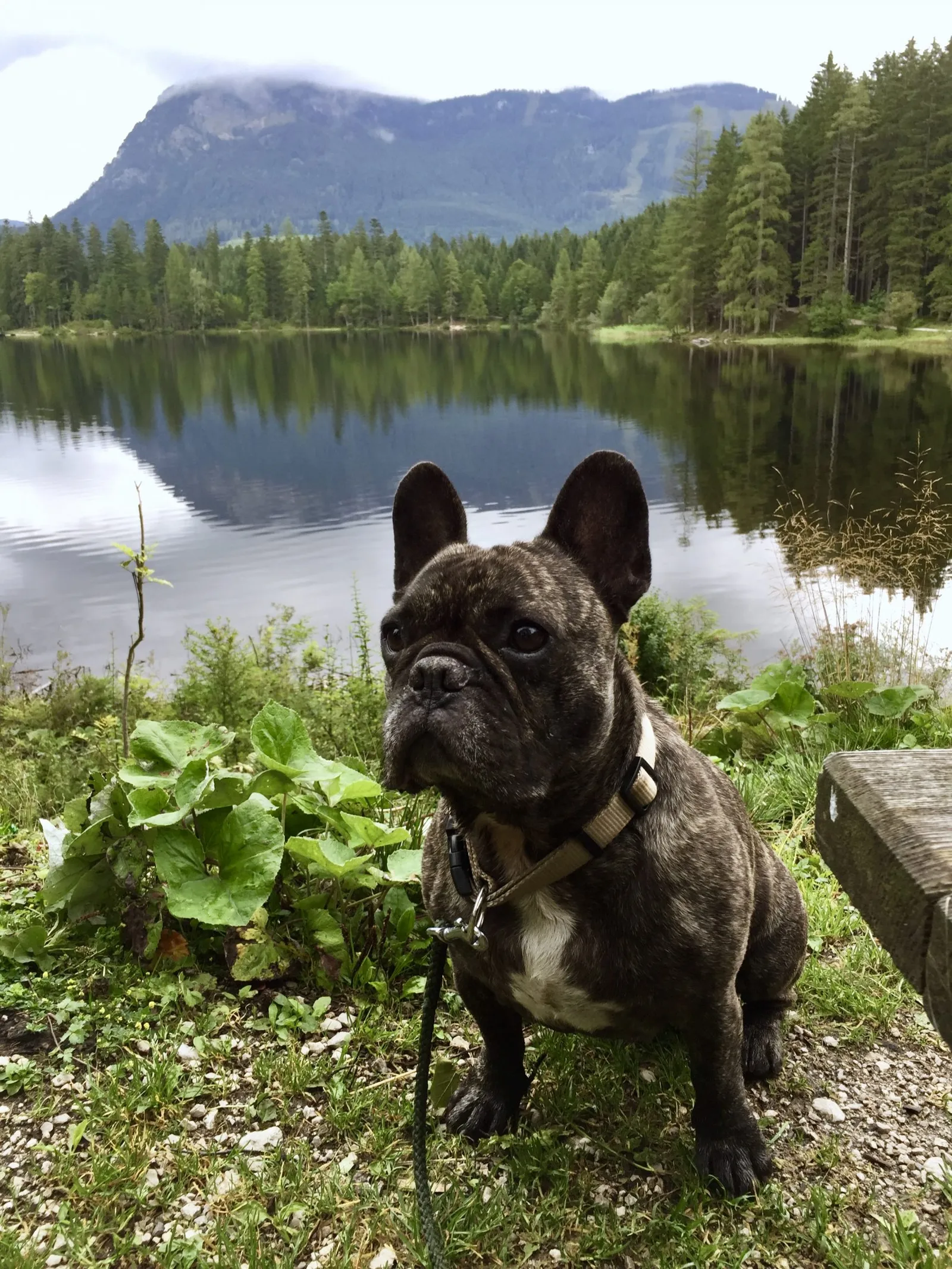 Ödensee mit Hund