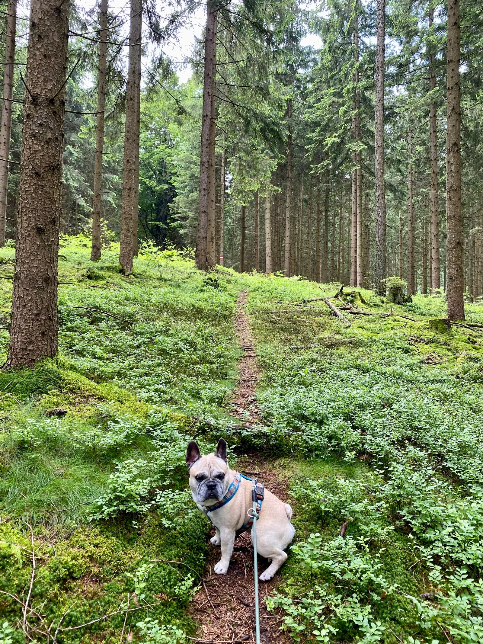 Murphy im Wald