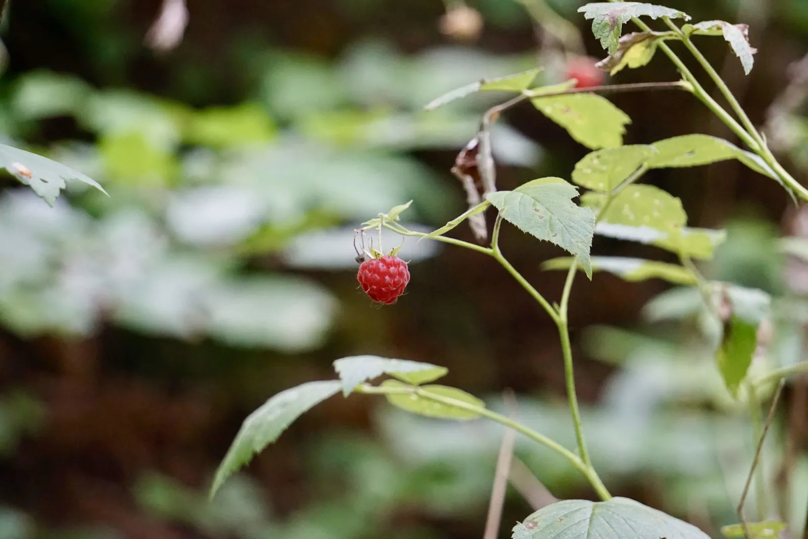 Waldhimbeere