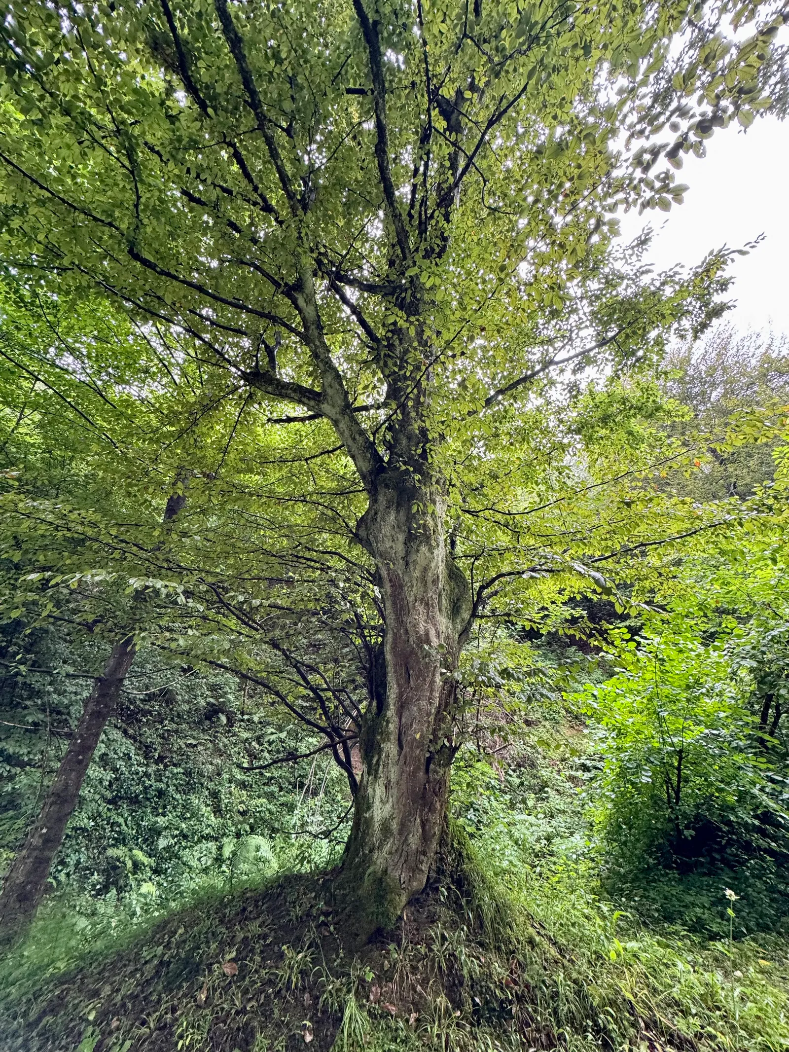Ein alter, weitverzweigter Laubbaum steht am Waldrand umgeben von grünem Gebüsch.