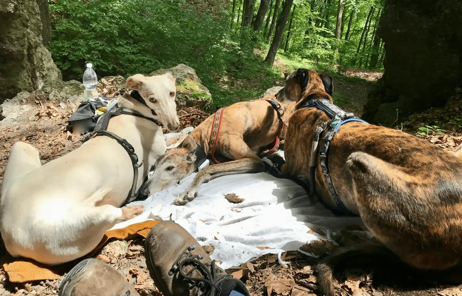 Wandern mit Hund auf den Peilstein, Wienerwald, Niederösterreich