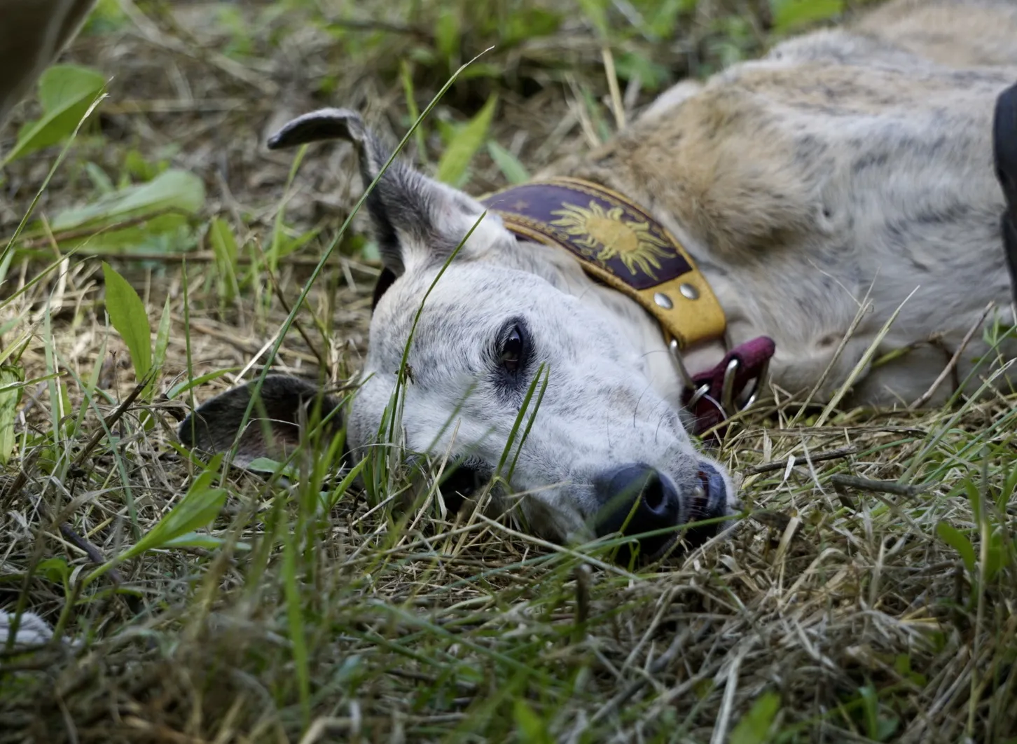 Galgo