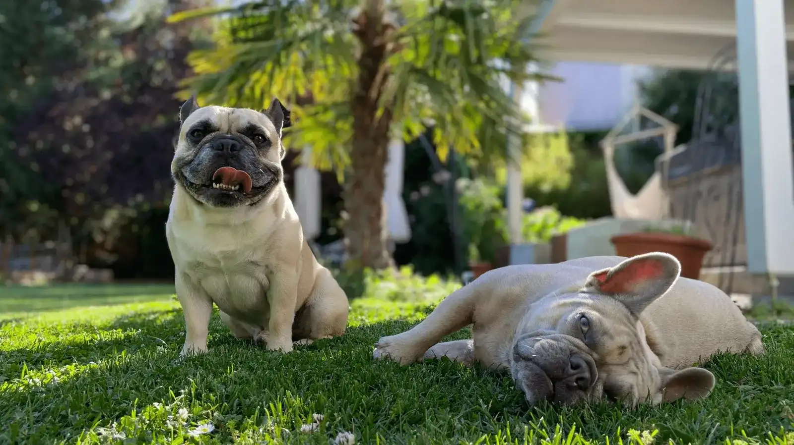 Meine Urlaubsplanung mit Hund - Tipps und Tricks