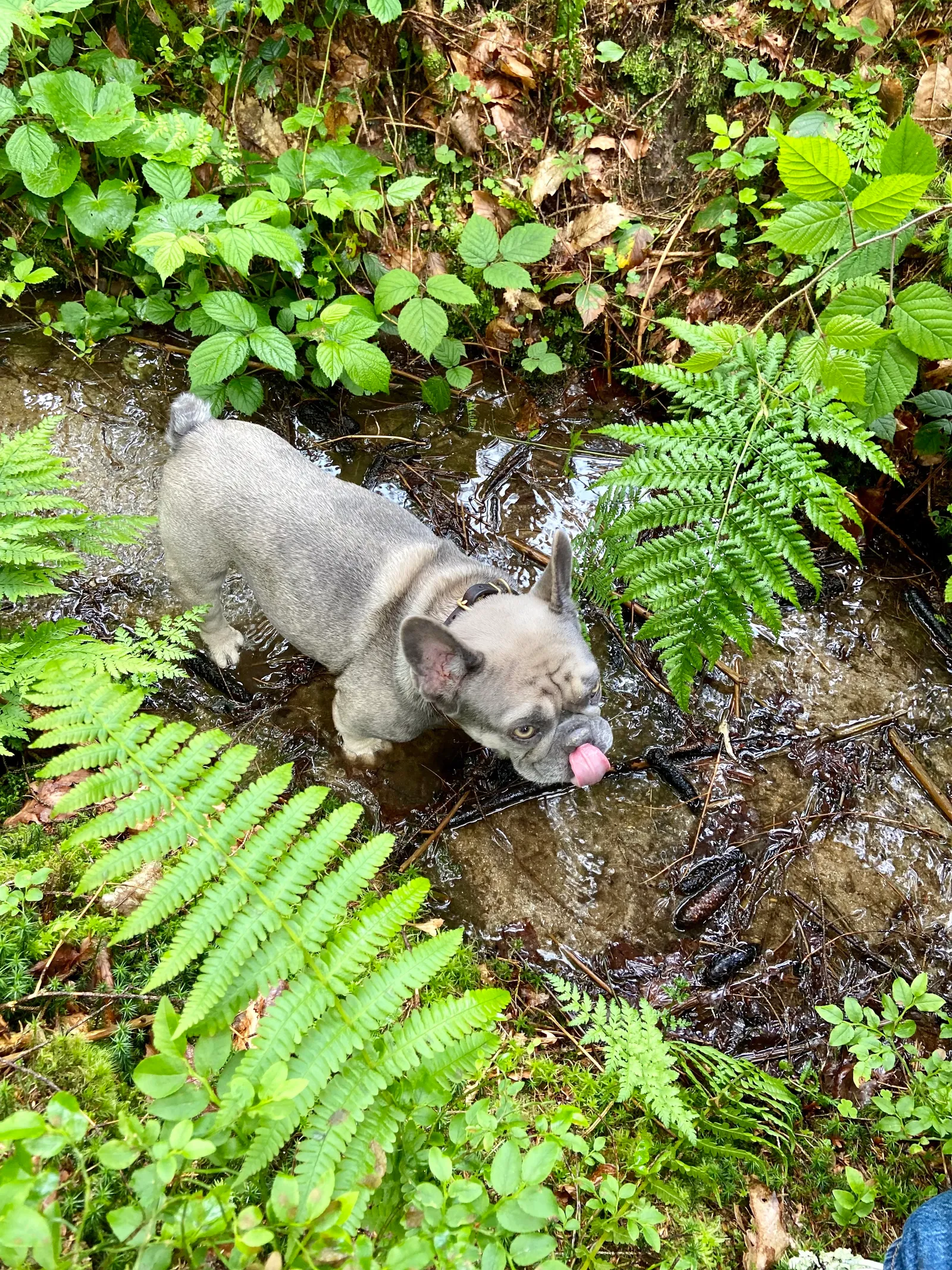 Archie im Bach