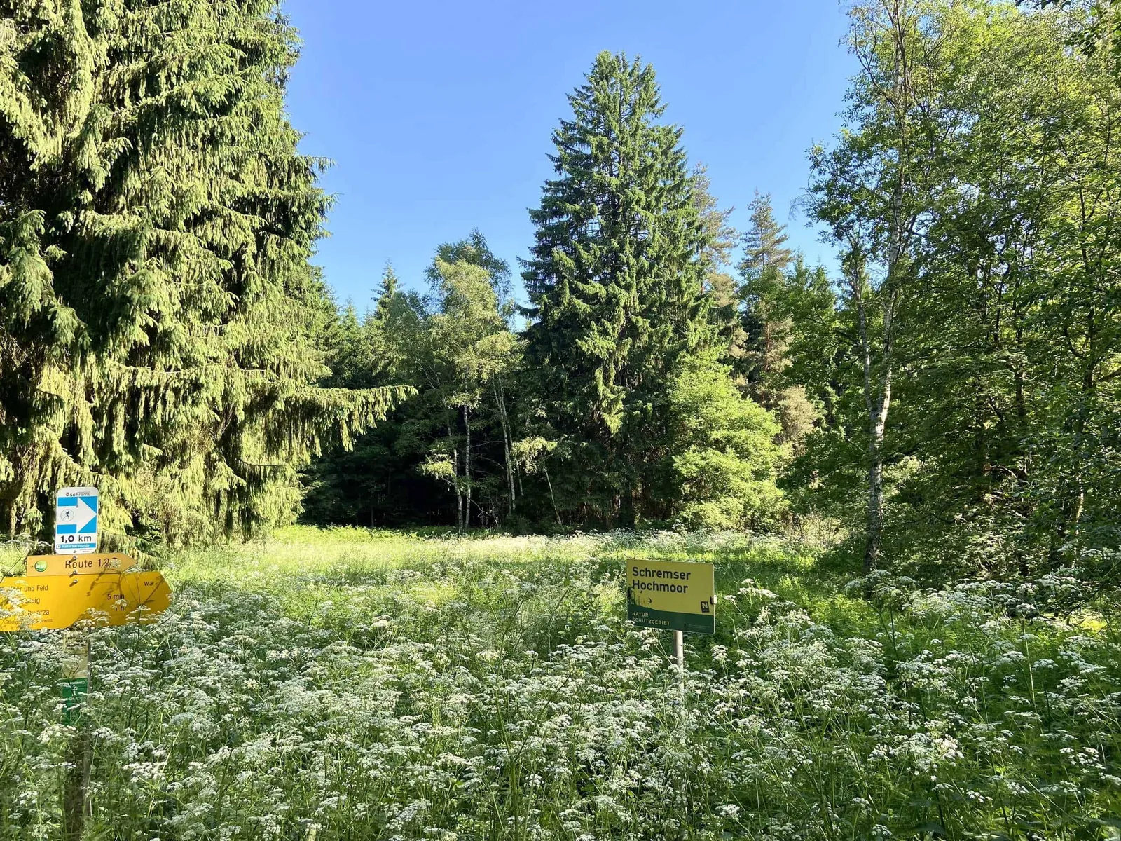Wiese im Hochmoor