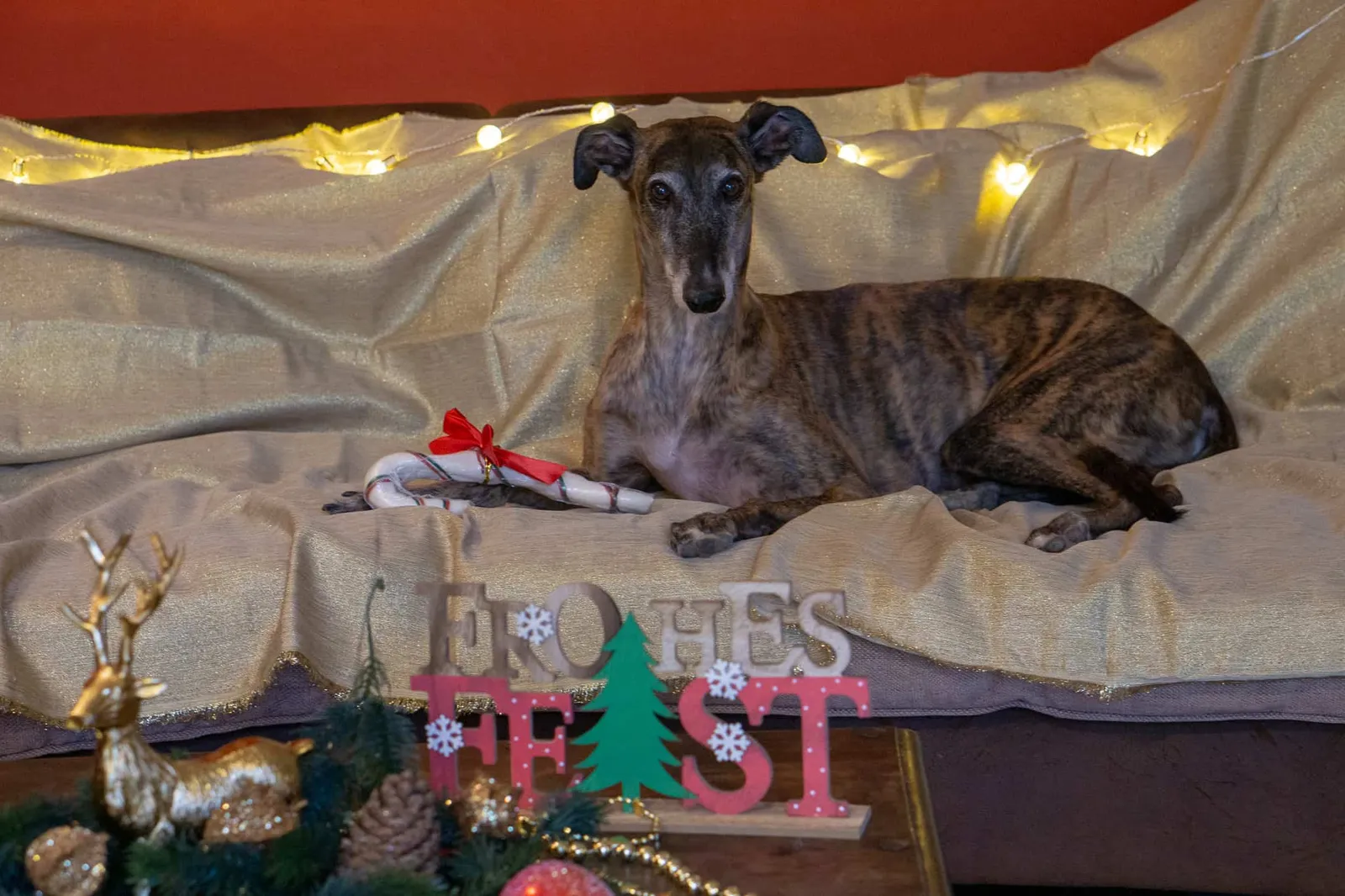 Hundereise tierische Weihnachtsgeschichte