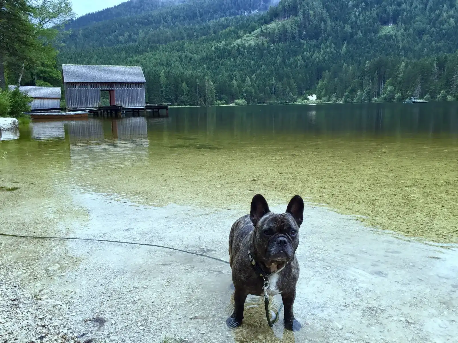 Insider Tip: Dog Holiday at the Wasnerin in Bad Aussee – Part 1