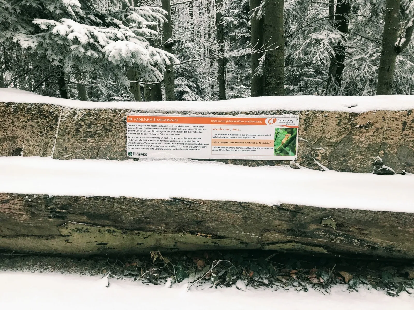 Hundewanderung