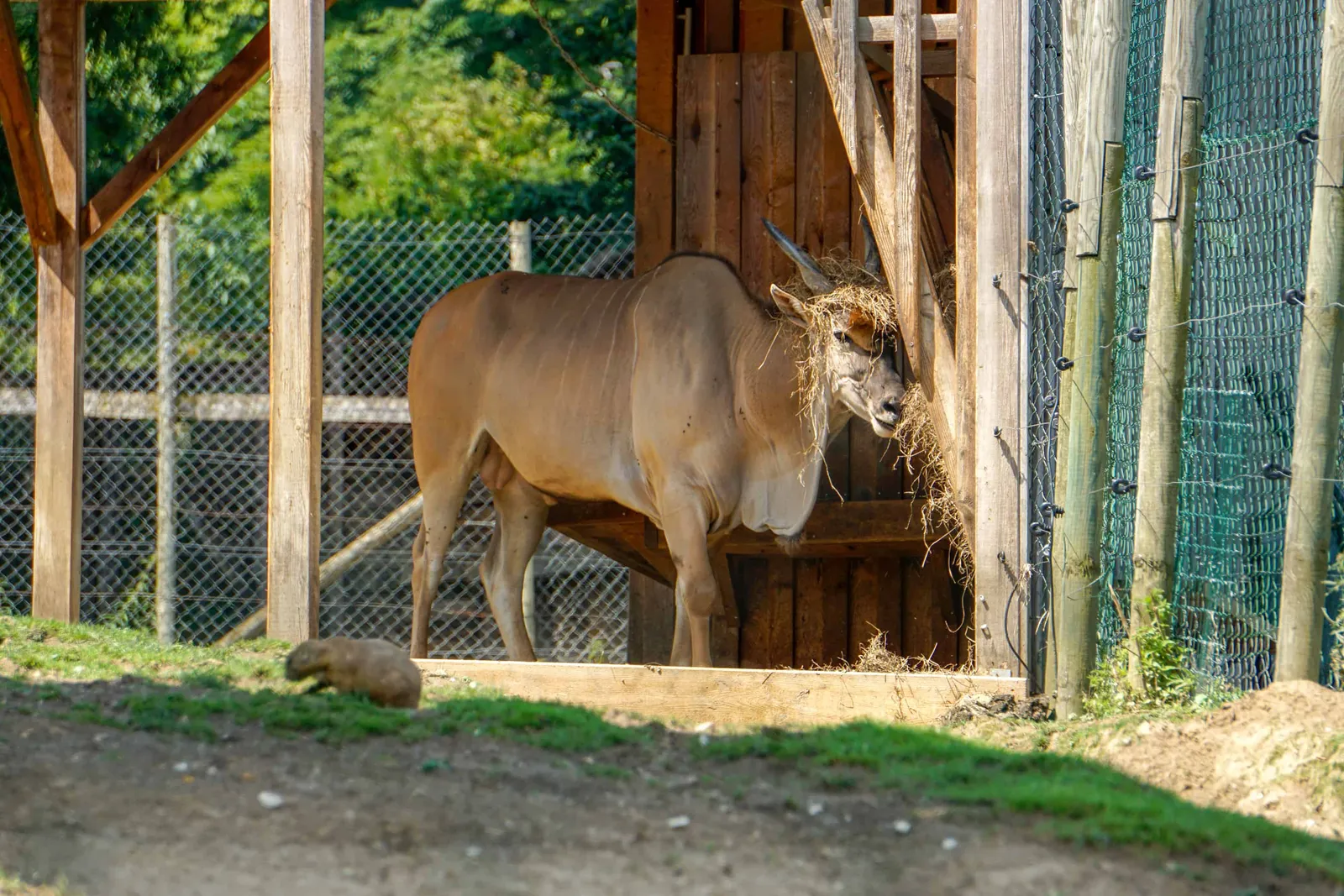 Ausflug Hund Tierpark Herberstein