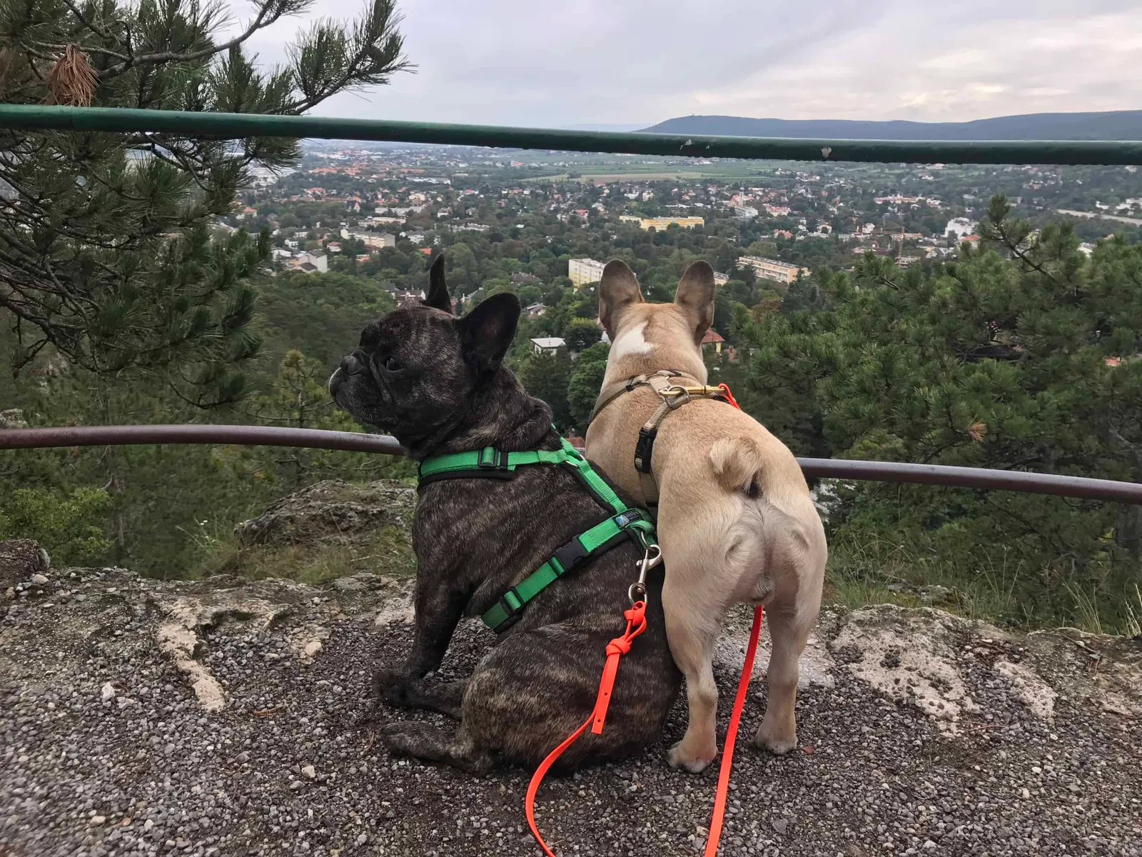 Wanderungen mit Hund rund um Baden bei Wien, Niederösterreich