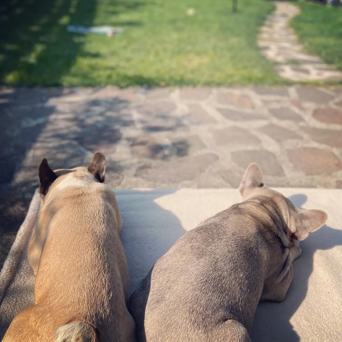 Murphy_Archie_Entspannung_Garten_Mörbisch