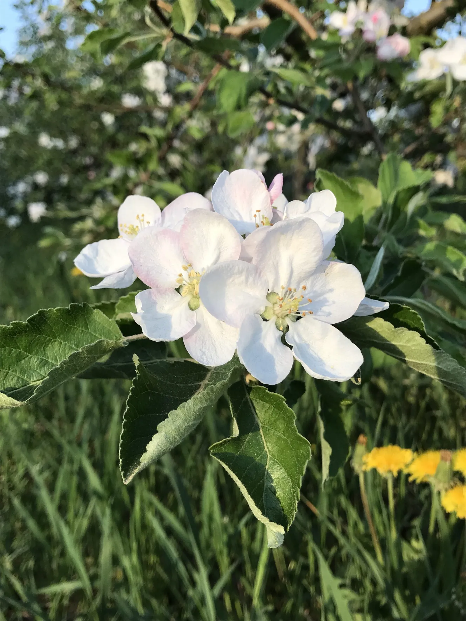 Frühling