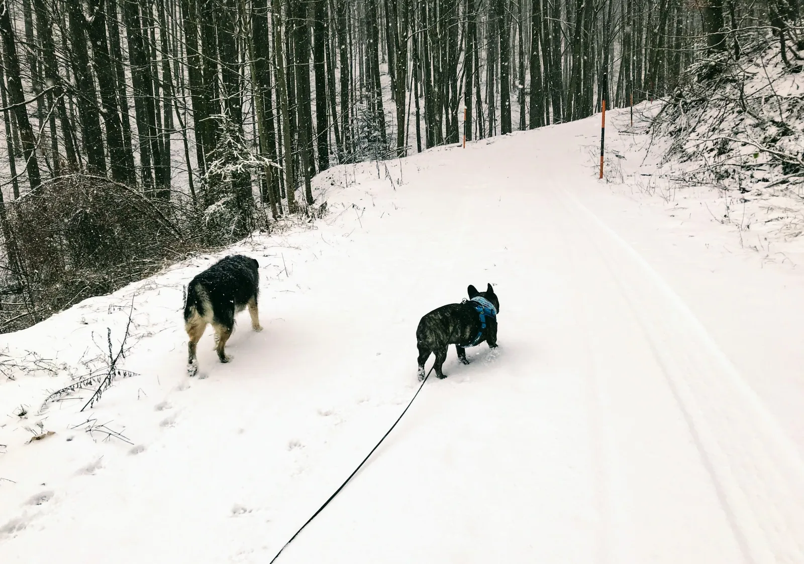 Hundewanderung