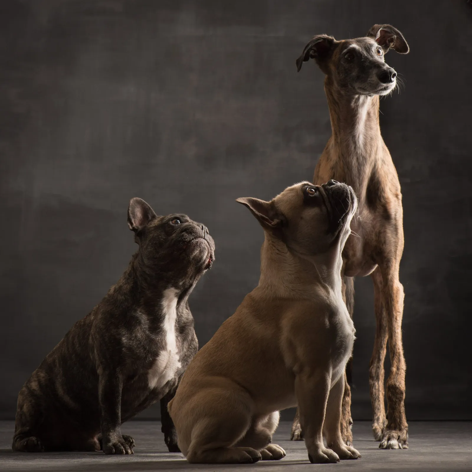 Beste Hundefreunde