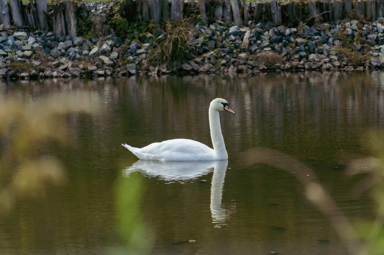 Schwan am Stausee Urbersdorf