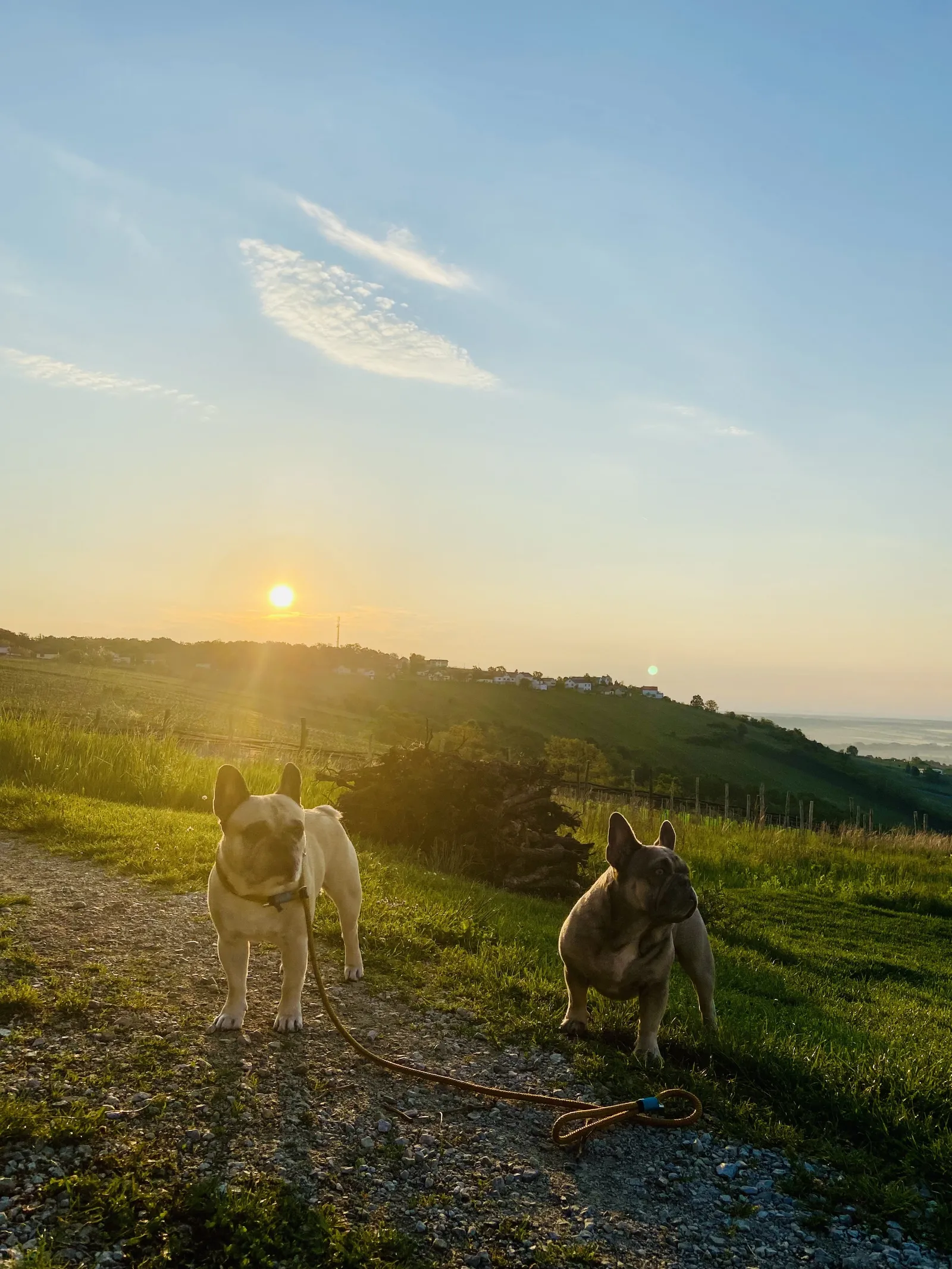 Sonnenaufgang mit Murphy und Archie am Eisenberg Hochformat