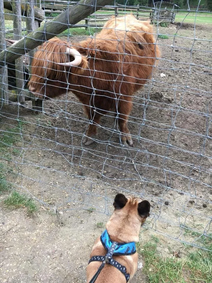Ausflug mit Hund zu den Wölfen im Wildpark Ernstbrunn, NÖ